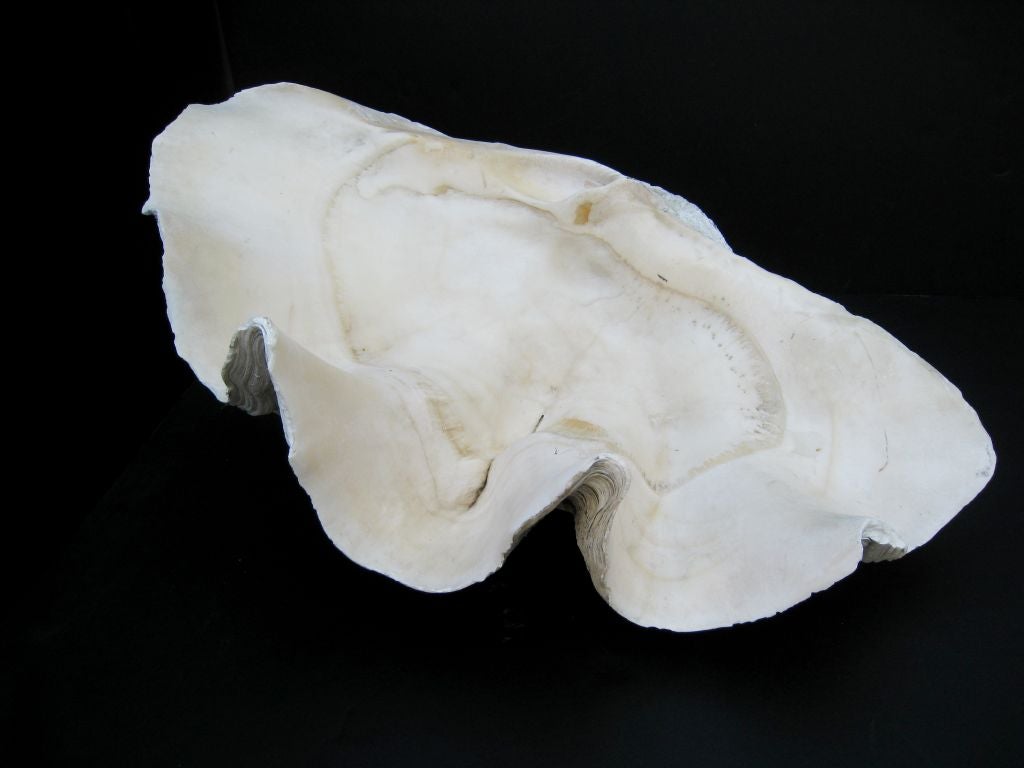 Large Giant Clam Shell  25 w x 15.5 deep ,  2nd Shell 24 w x 16 deep   Edges of shells in good condition.