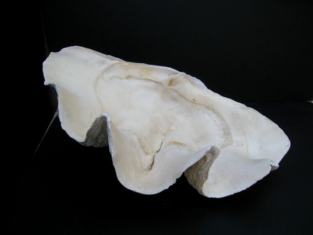 19th Century Pair of Giant Clam Shells