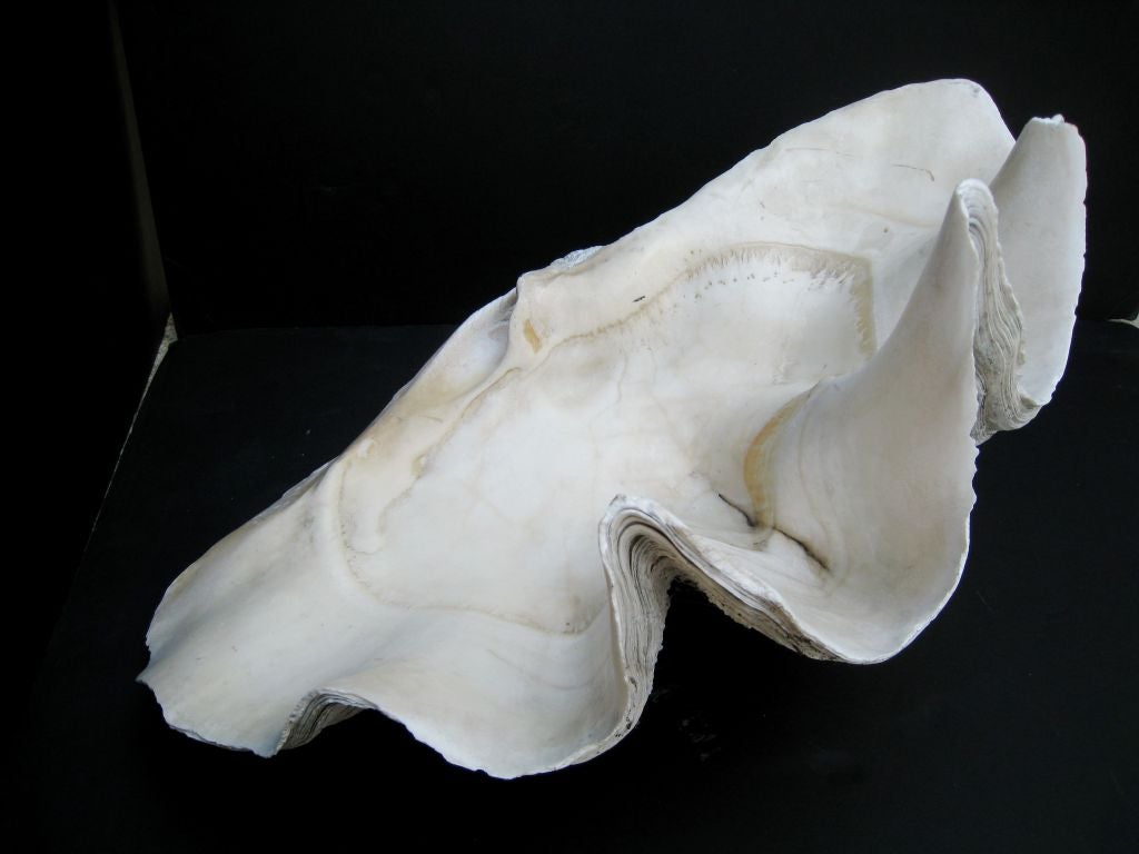 Pair of Giant Clam Shells 1