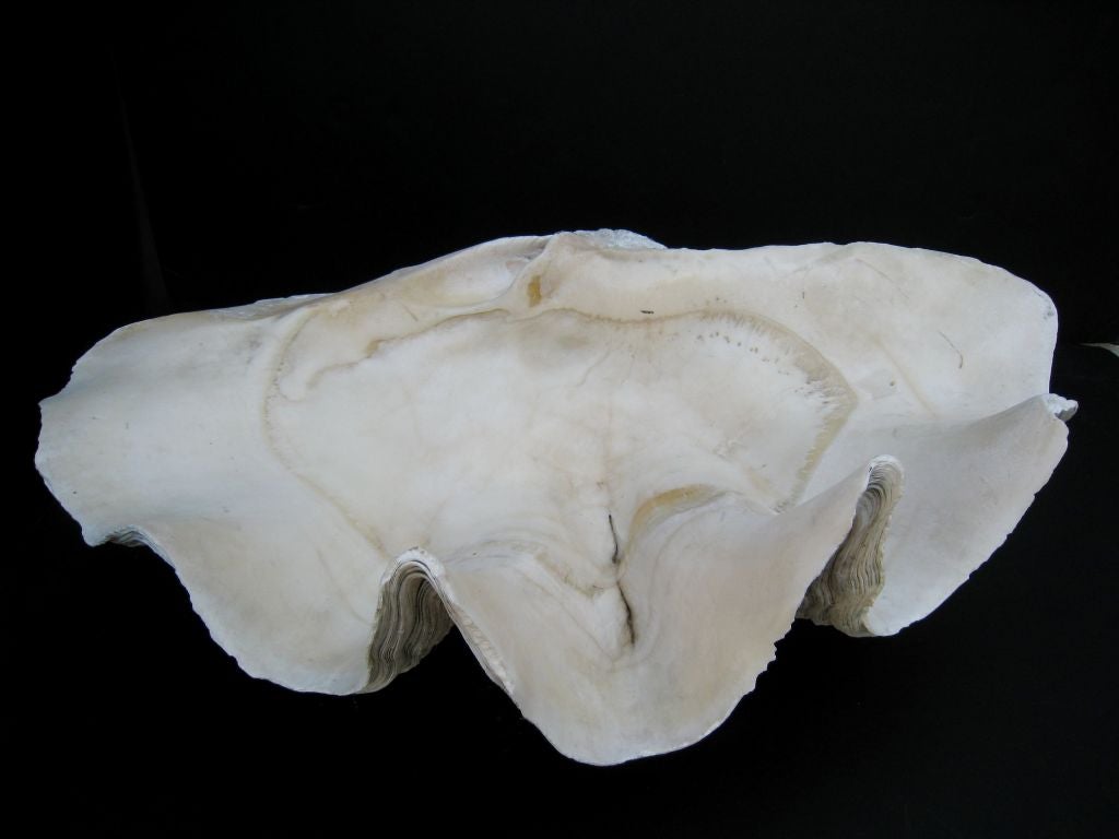 Pair of Giant Clam Shells 2