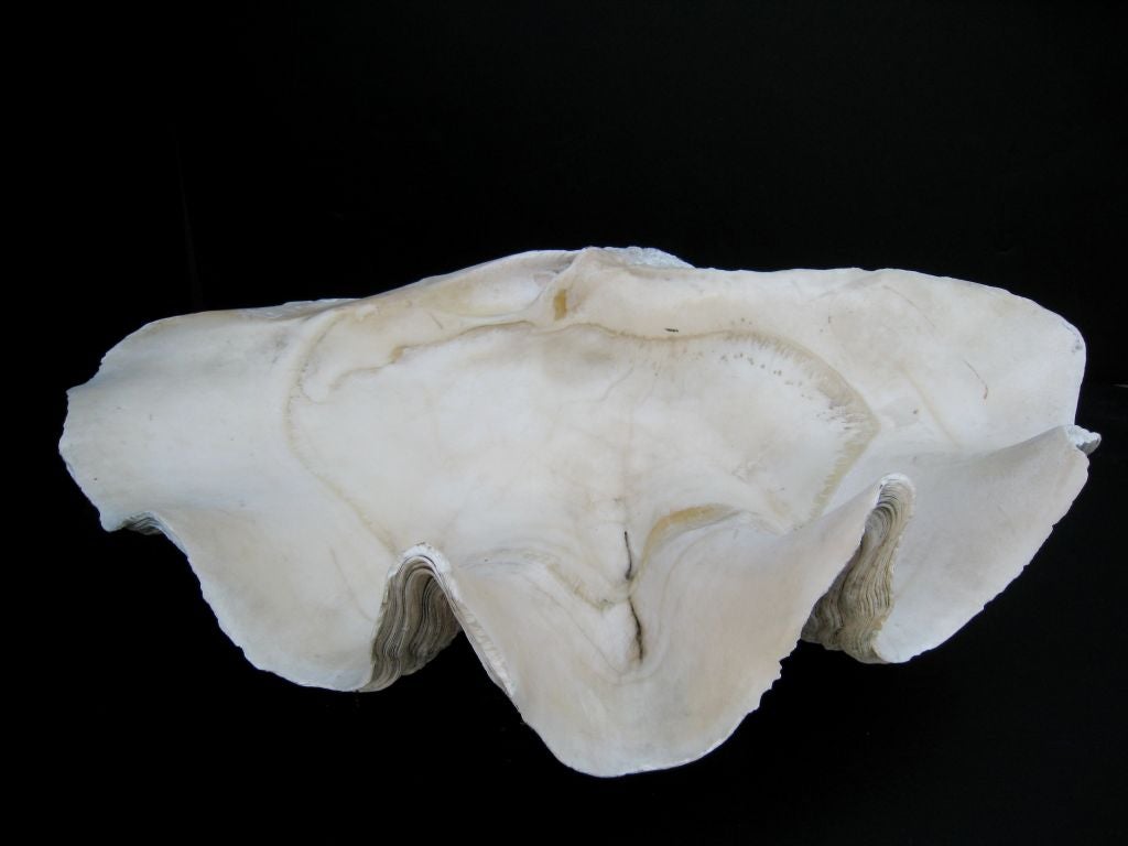 Pair of Giant Clam Shells 3