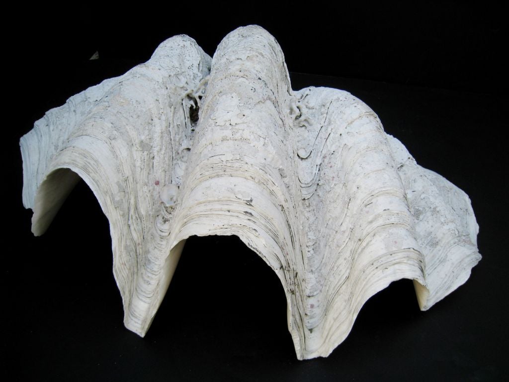 Pair of Giant Clam Shells 4