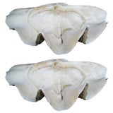 Pair of Giant Clam Shells