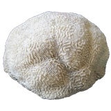 Large Brain Coral