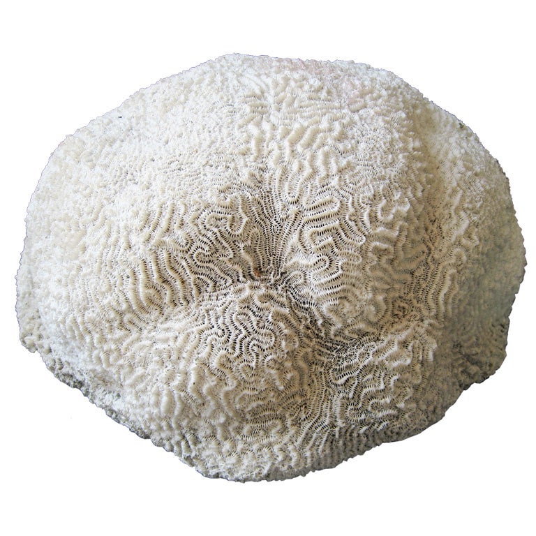 Large Brain Coral at 1stDibs