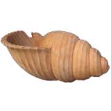 Huge Handcarved Wooden Shell