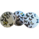Butterfly plates by Fornasetti