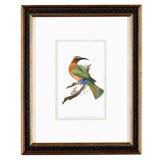 A Set of Twelve 19th Century English Bird Prints