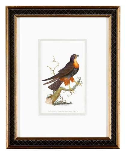 A Set of Twelve 19th Century English Bird Prints
