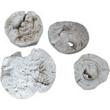 Collection of Petrified Driftwood for the Wall