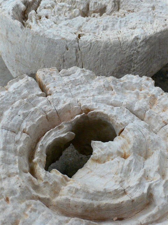 Collection of Petrified Driftwood for the Wall