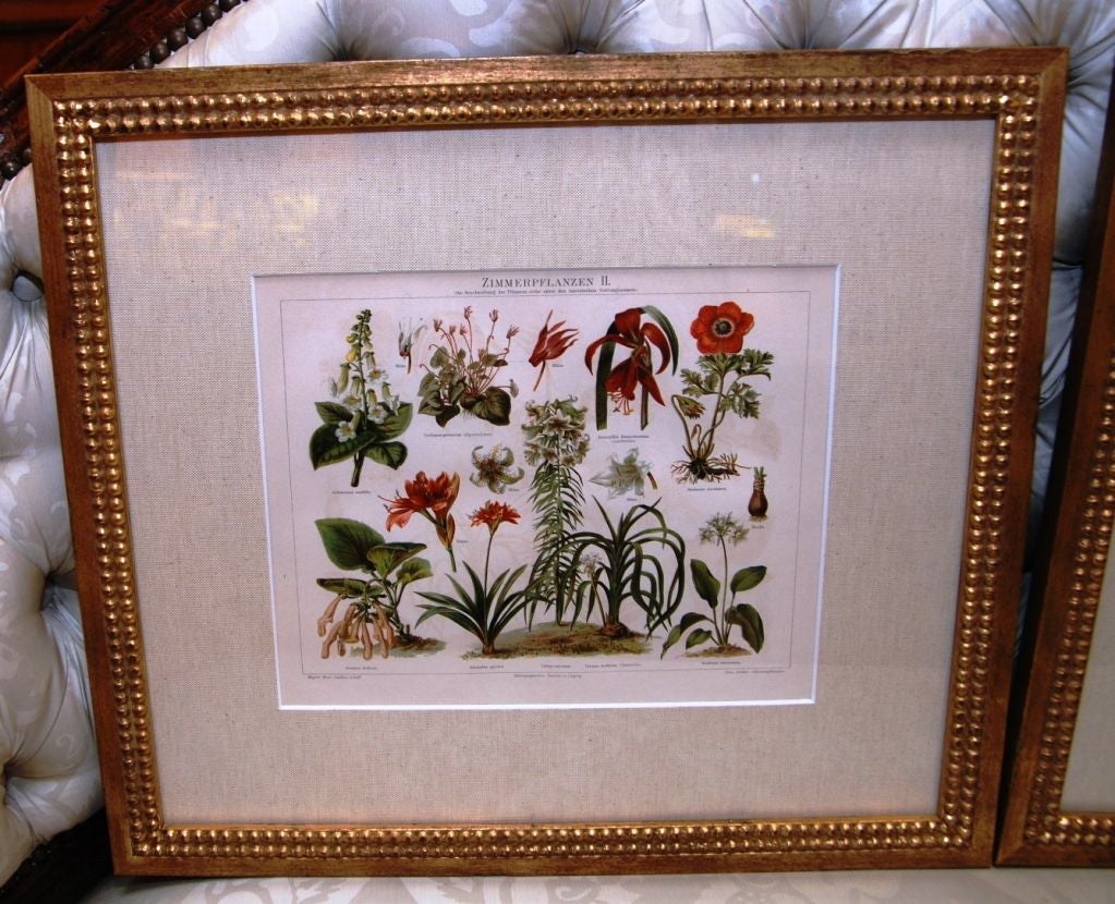 Set of Three German Chromolithograph Botanical Prints In Excellent Condition For Sale In Corona Del Mar, CA