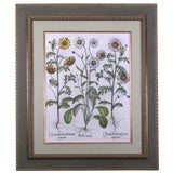 Antique Pair of Daisy Engravings