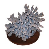 Sea Sponge or Coral on Wooden Base