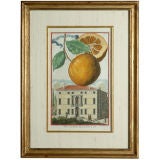 Collection of German Hand-Colored Copper Engravings