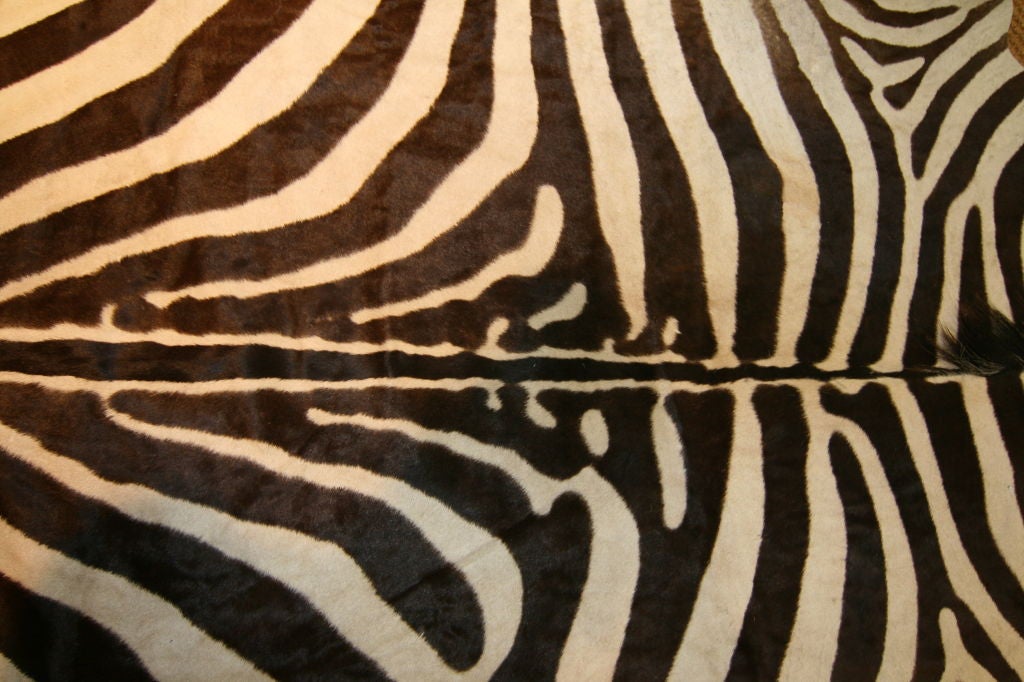 Zebra Pelt For Sale at 1stDibs