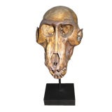 Mounted Monkey Skull