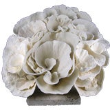 Large and Impressive White Cup Coral Centerpiece