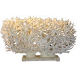 Real and Natural White Staghorn Coral Centerpiece