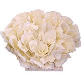 Real and Natural White Merulina Coral Centerpiece