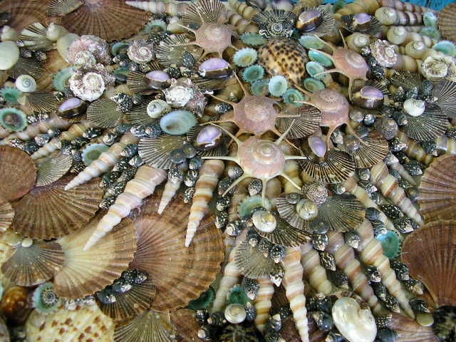 A wonderful shell decorated shell shaped console table. Truly a masterpiece of its kind. Shells artfully arranged to evoke the intricate mosaic tiles of Turkey. Dashes of colored shells compliment the composition. Very decorative.