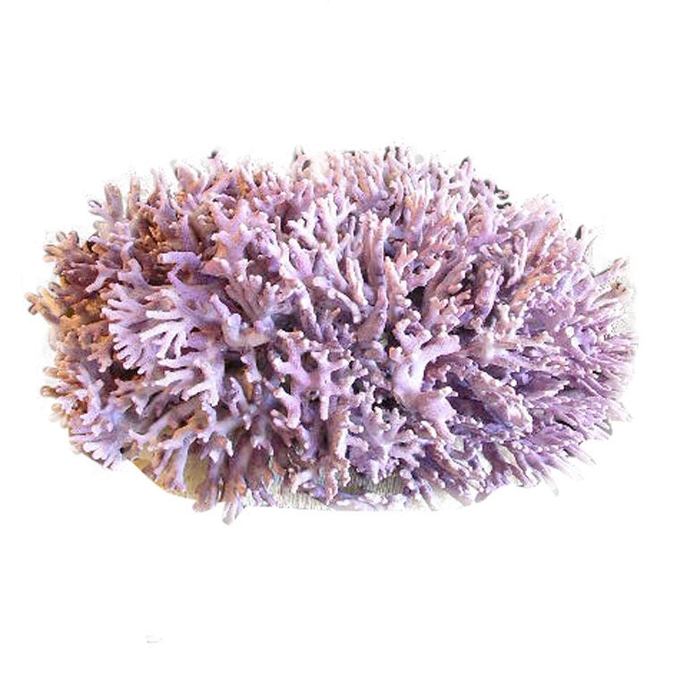 Purple Coral Centerpiece Mounted on Bowl Coral