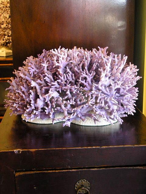 American Purple Coral Centerpiece Mounted on Bowl Coral