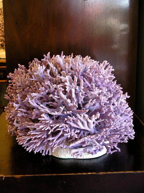 A rare large purple coral centerpiece, mounted on a piece of bowl coral. The purple coral has been cut by hand, and carefully arranged on bowl coral.