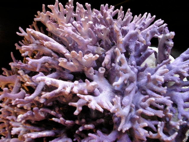 Contemporary Purple Coral Centerpiece Mounted on Bowl Coral