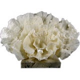 A Real White Merulina Coral Centerpiece