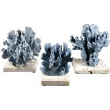 Blue Coral Mounted on Conquina Stone