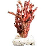 Red Coral Tree Mounted on Coquina Stone
