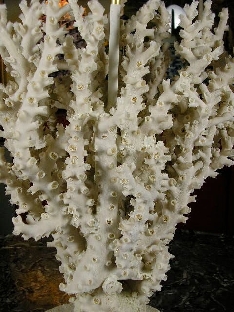 Contemporary A Pair of Natural Octopus Coral Lamps