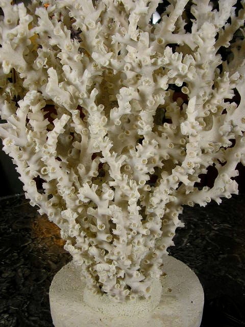 A Pair of Natural Octopus Coral Lamps 1