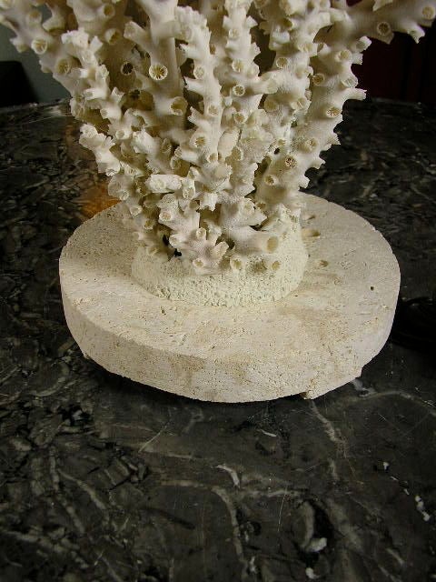 A Pair of Natural Octopus Coral Lamps 2