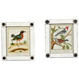 Eight Hand colored Bird Engravings.