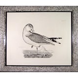 A Fine Large Engraving of A Young Iceland Gull by Selby