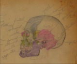 Vintage Detail - 1930s Skull Anatomical Drawing