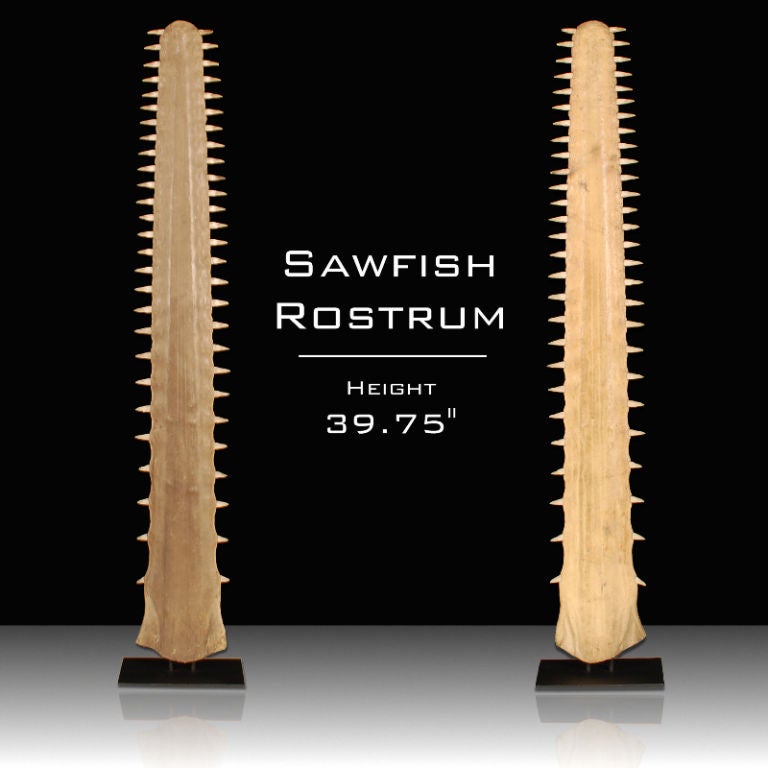 Large Sawfish Bill mounted on metal stand<br />
This very large Sawfish snout called a Rostrum, makes a striking and unique decorative accessory. Typically these are found in the 20