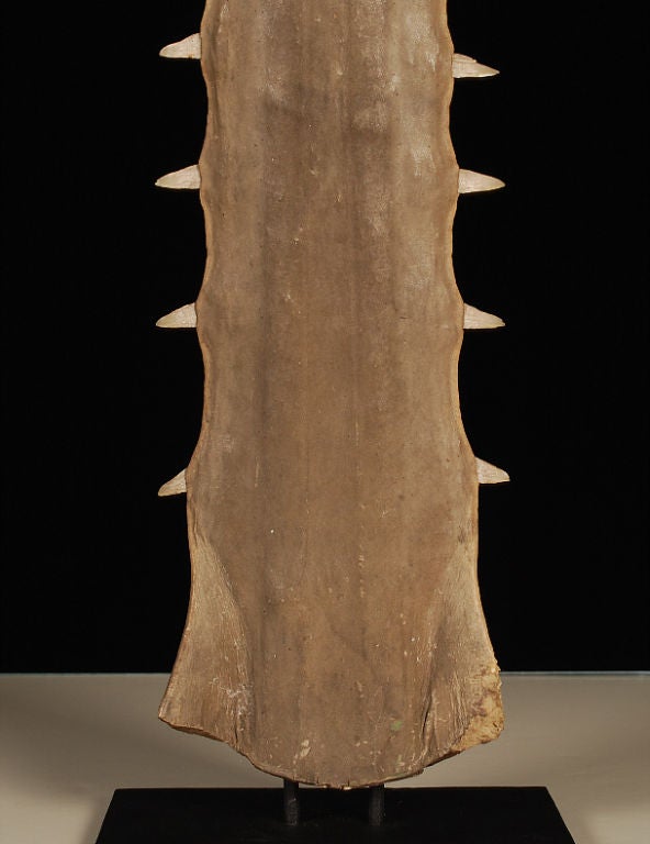 20th Century Large Sawfish Snout mounted on metal stand