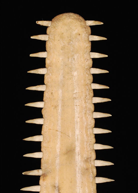 Large Sawfish Snout mounted on metal stand 1