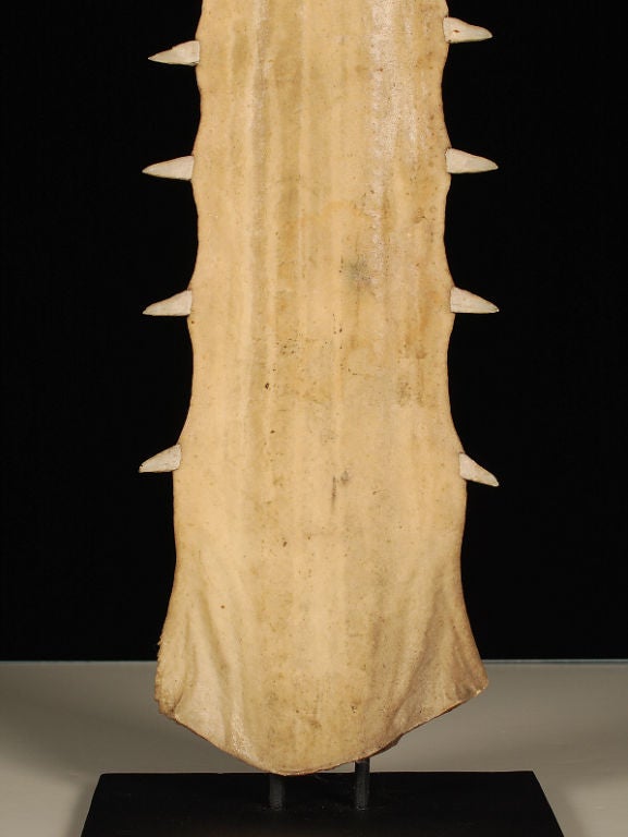 Large Sawfish Snout mounted on metal stand 2