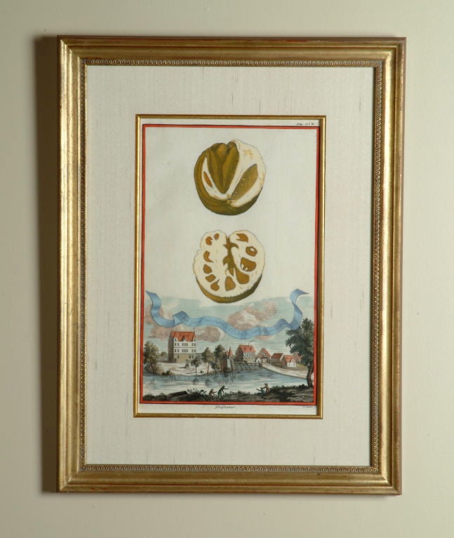 Collection of German Hand-Colored Copper Engravings For Sale 7