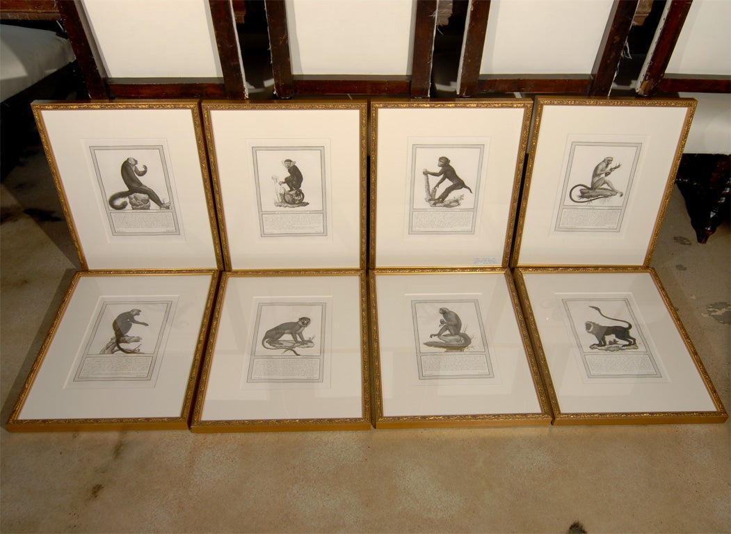 Set of 8 "Storia Naturale" Engravings of Monkeys
