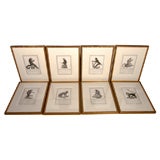 Set of 8 "Storia Naturale" Engravings of Monkeys