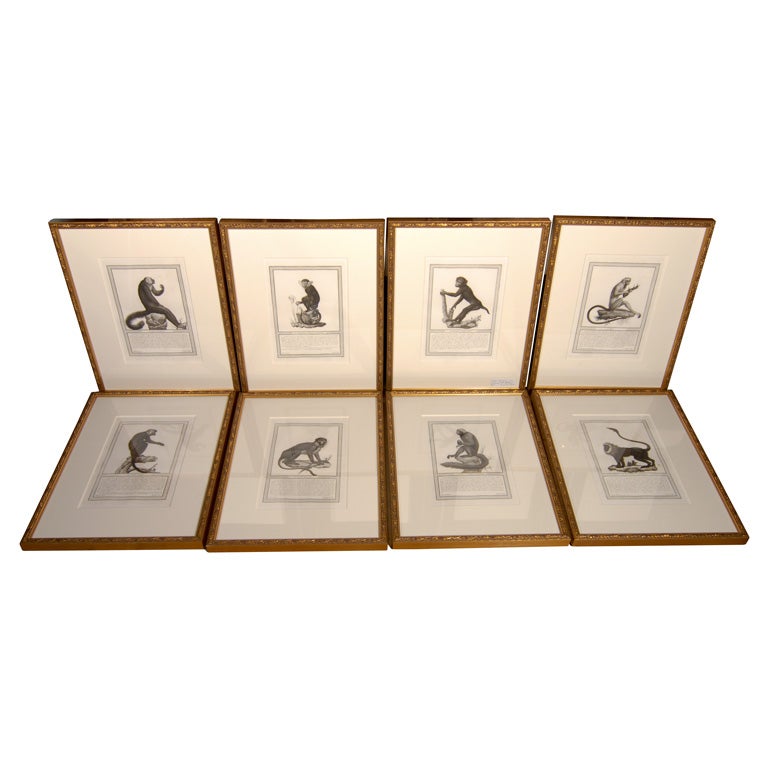 Set of 8 "Storia Naturale" Engravings of Monkeys For Sale
