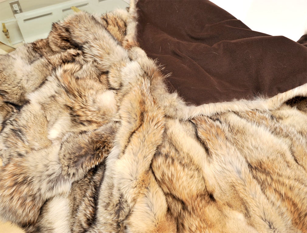 Contemporary Coyote Throw, Full Skins, Backed with Wool/Cashmere, All New Skins, Large Size For Sale