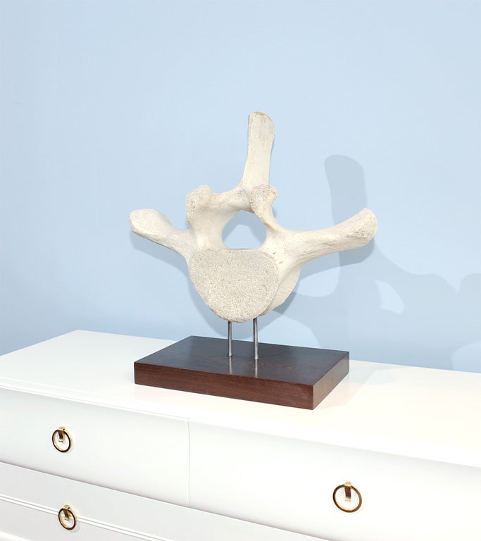 Beautifully mounted vintage whale vertebrae.
