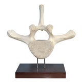 Beautifully Mounted Whale Vertebrae