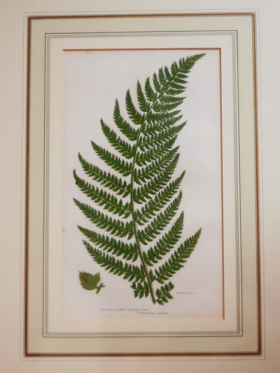 Set of Four 19th Century English Fern Engravings
